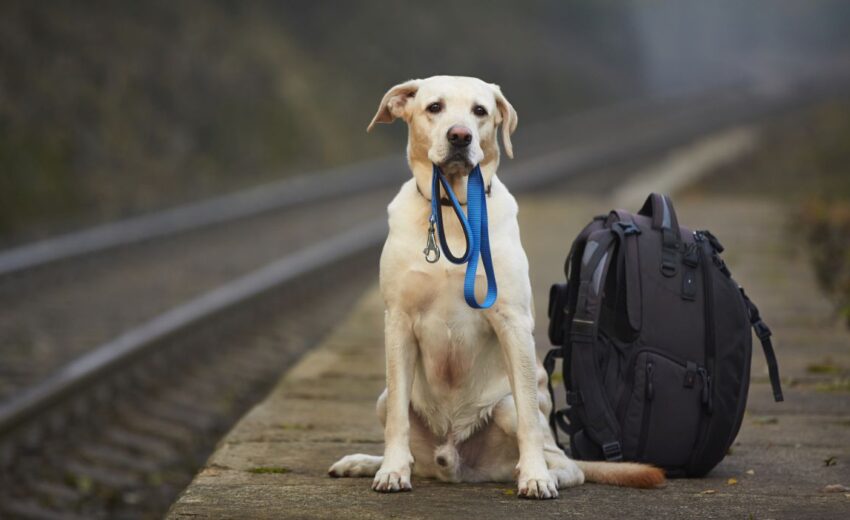 The Best Pet Transport Services in the US